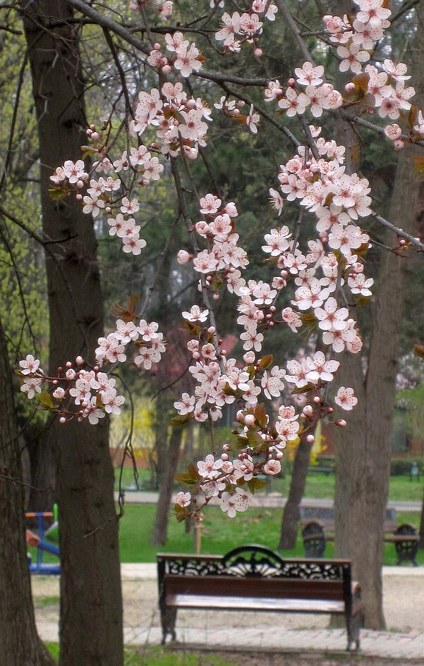 Herastrau park in Bucharest